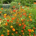 Cosmos sulphureus 'Diablo'
